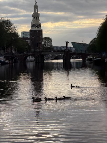 This tranquil photo captures a group of ducks gracefully swimming in the Houtkopersburgwal canal in Uilenburg, Amsterdam